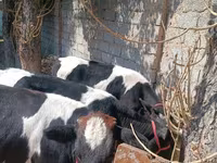 Krowa, Russian Black pied cattle — zdjęcie 4
