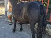 Hoppe, American shetland pony — foto 3