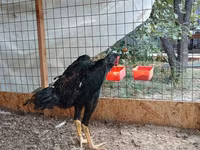 Shamo Hühner — Foto 3