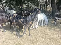 Buk, Nubian Goat — foto 3