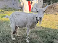 แพะตัวเมีย, Saanen goat — รูปภาพ 8