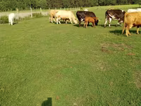 Lembu betina, Charolais cattle — foto 7