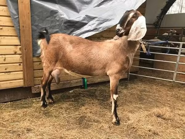 Goat, Nubian Goat