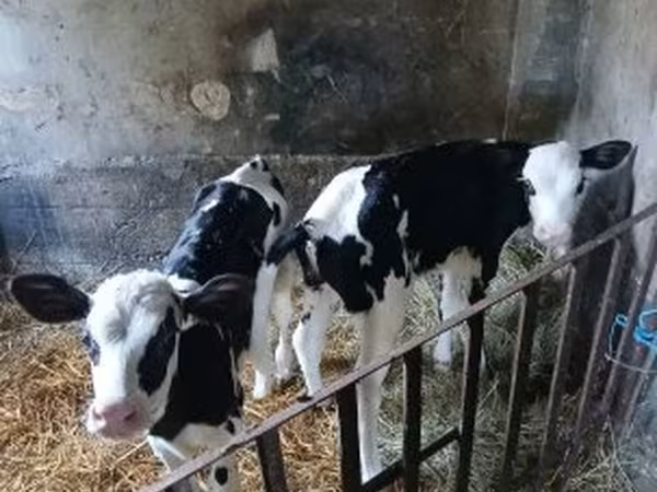 Vacă, Russian Black pied cattle