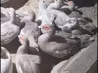 Ducks — عکس 2