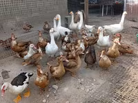 Geese — foto 2