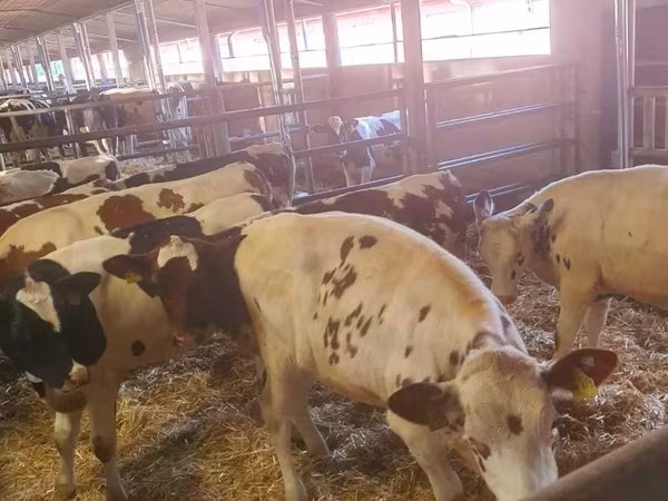 Sapi (batch, jenis kelamin tidak disebutkan), Russian Black pied cattle