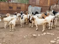 암염소, Damask goat — 사진 2