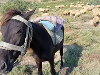 اسب نر, اسب — عکس 2