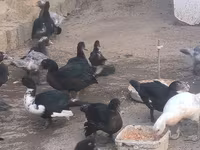 Ducks — عکس 2