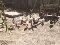 Chickens — 照片 1