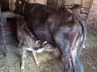 گاو ماده, Simmental cattle — عکس 3