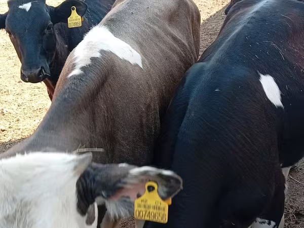 گاو نر, Russian Black pied cattle