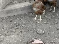 Chickens — zdjęcie 2