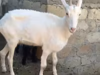 عنزة, الماعز — الصورة 2