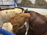 วัวตัวเมีย, Simmental cattle — รูปภาพ 2