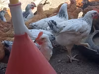 Chickens — foto 3