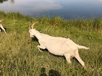 ፍየል, LaMancha goats — ፎቶ 3