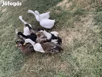 Ducks — عکس 1