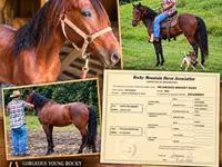 Faras, Rocky Mountain Horse — sawirka 1