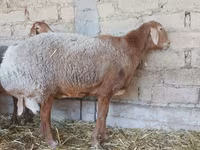 Ovca, Arashan sheep — fotografija 5
