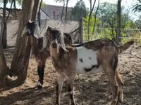பெண் வெள்ளாடு, Nubian Goat — புகைப்படம் 4