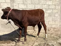 گاو نر, گاو — عکس 1