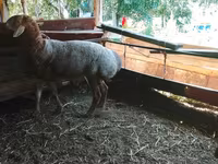 ভেড়ার পাঁঠা, Arashan sheep — ছবি 3