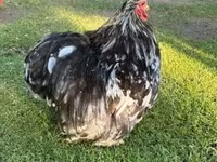 Pekin Bantam — photo 2
