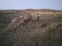مینڈھا, بھیڑیں — تصویر 8