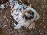 Chickens — fotografija 2