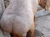 Bagge, Ordabasy sheep — foto 5