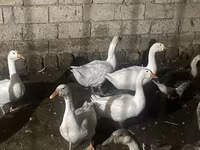 Geese — 사진 1