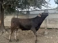 گاو نر, Swiss cattle — عکس 4
