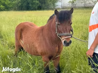 Kůň, Koně — foto 2