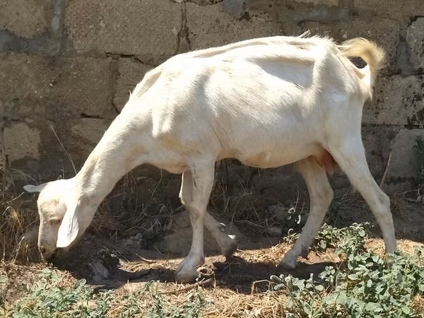 Nőstény kecske, Saanen goat