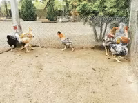 Chickens — foto 1