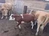 Ko, Latvian Blue cattle — foto 5