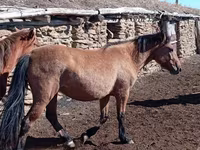 Cavalla, Kazakh horse — foto 3