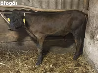 گاو نر, Swiss cattle — عکس 2