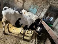 گاو نر, Simmental cattle — عکس 4