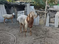 แกะตัวผู้, Arashan sheep — รูปภาพ 3