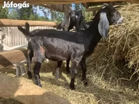 Kozioł, Saanen goat — zdjęcie 6