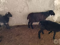 Biri-biri (lot, jantina tidak dinyatakan), Sheep — foto 1