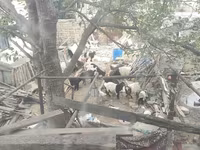 بز ماده, بز — عکس 3