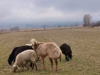Dume la kondoo, Arashan sheep — picha 2