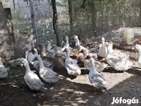 Ducks — ảnh 1