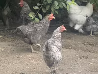 Chickens — عکس 1