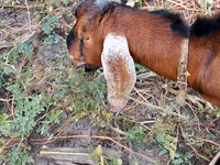 بز نر, Nubian Goat — عکس 3