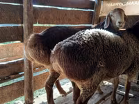 Қошқар, Hissar sheep — 8-сурет